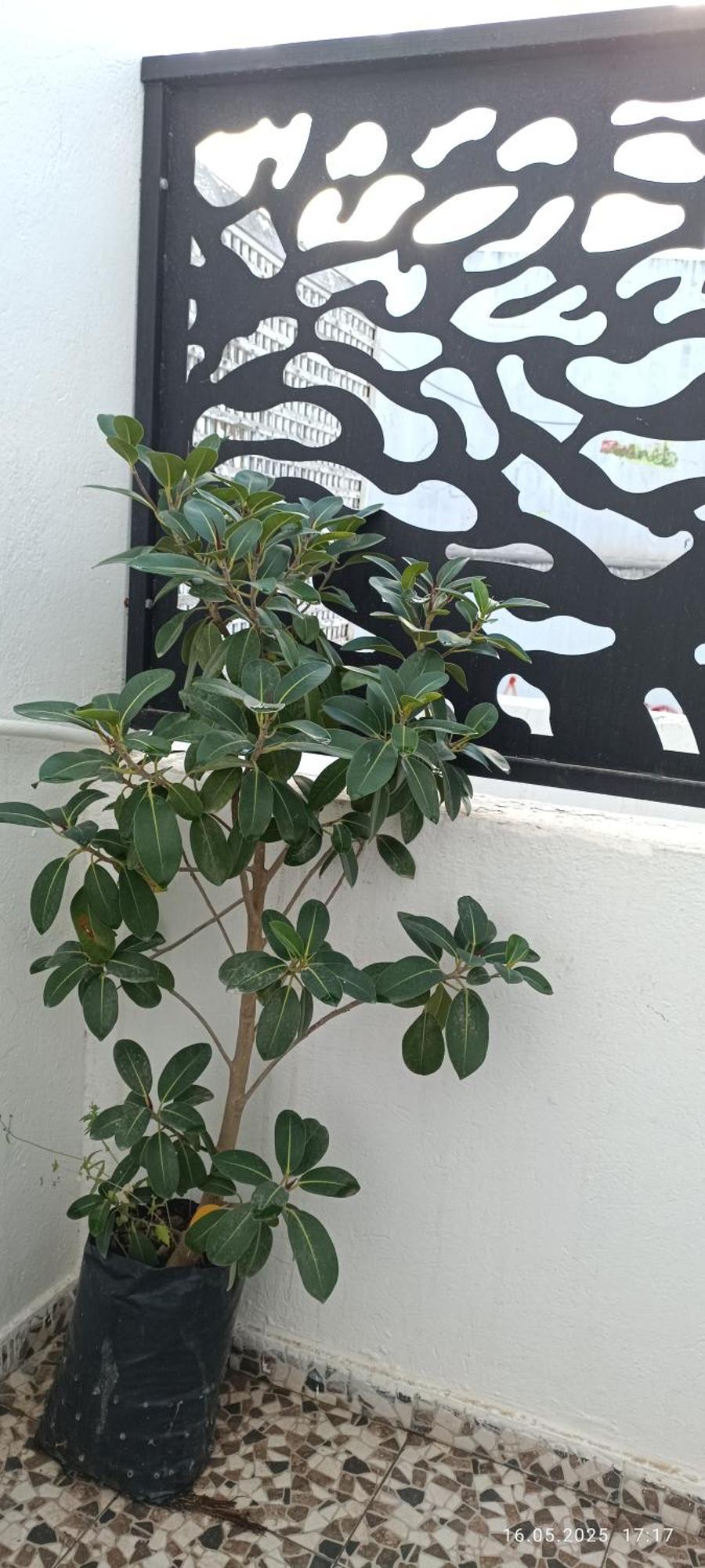 מונסטיר Residence Debbabi Sans Coupure D'Eau חדר תמונה